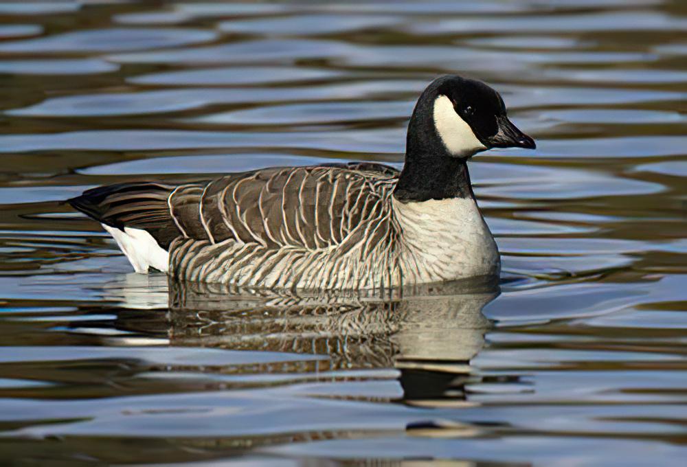 小美洲黑雁 / Cackling Goose / Branta hutchinsii