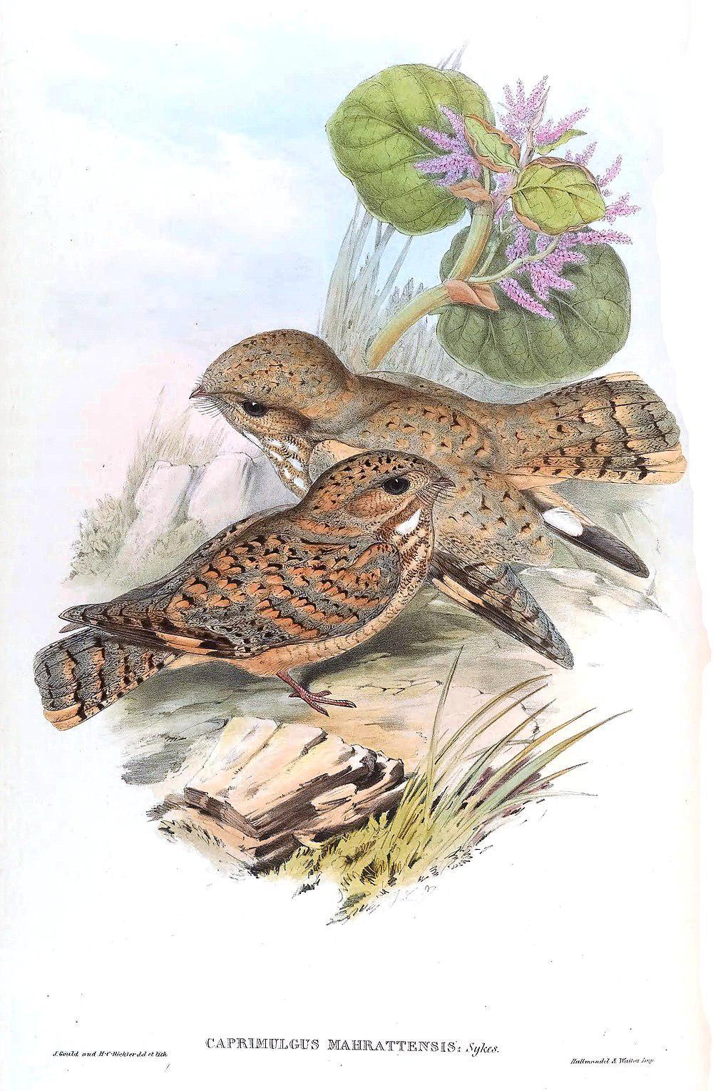 塞氏夜鹰 / Sykes\'s Nightjar / Caprimulgus mahrattensis