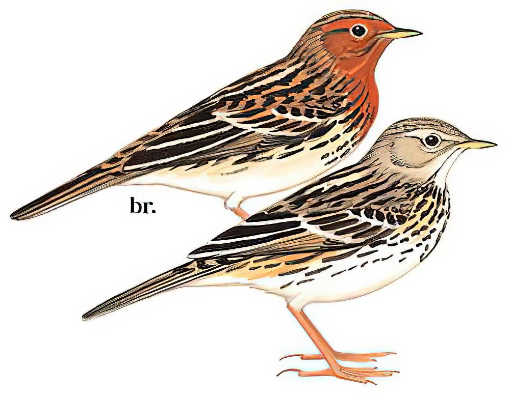 红喉鹨 / Red-throated Pipit / Anthus cervinus