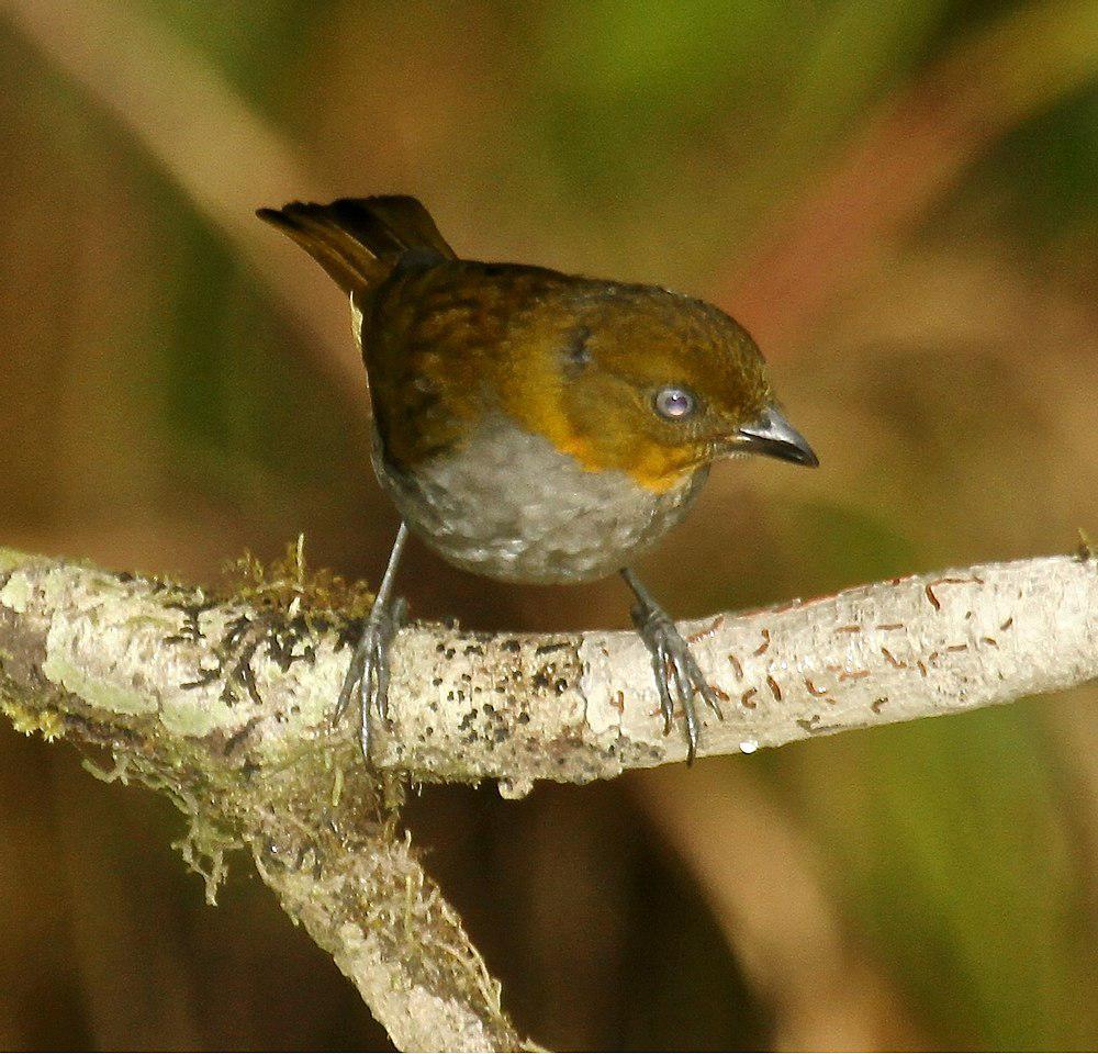 短嘴灌丛唐纳雀 / Yellow-whiskered Bush Tanager / Chlorospingus parvirostris