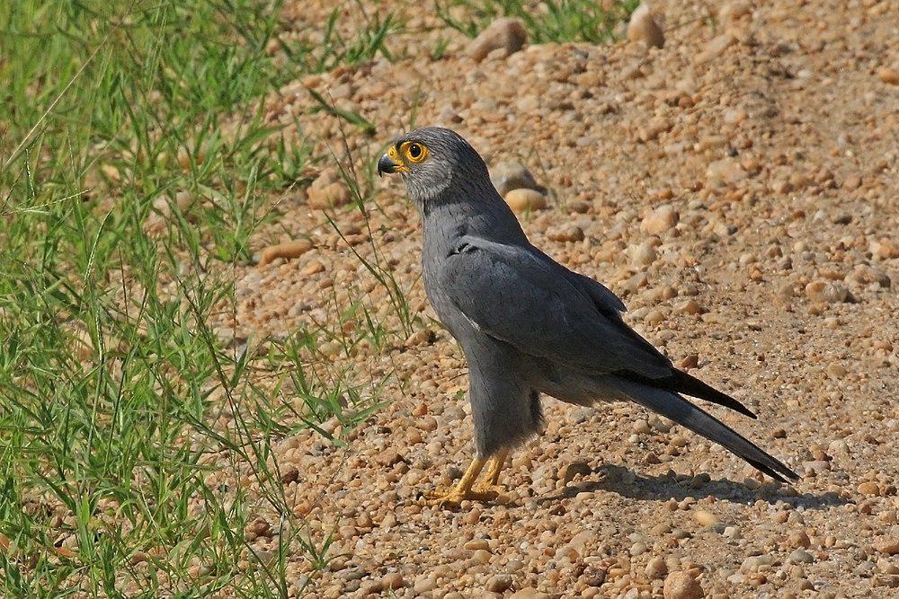 灰隼 / Grey Kestrel / Falco ardosiaceus