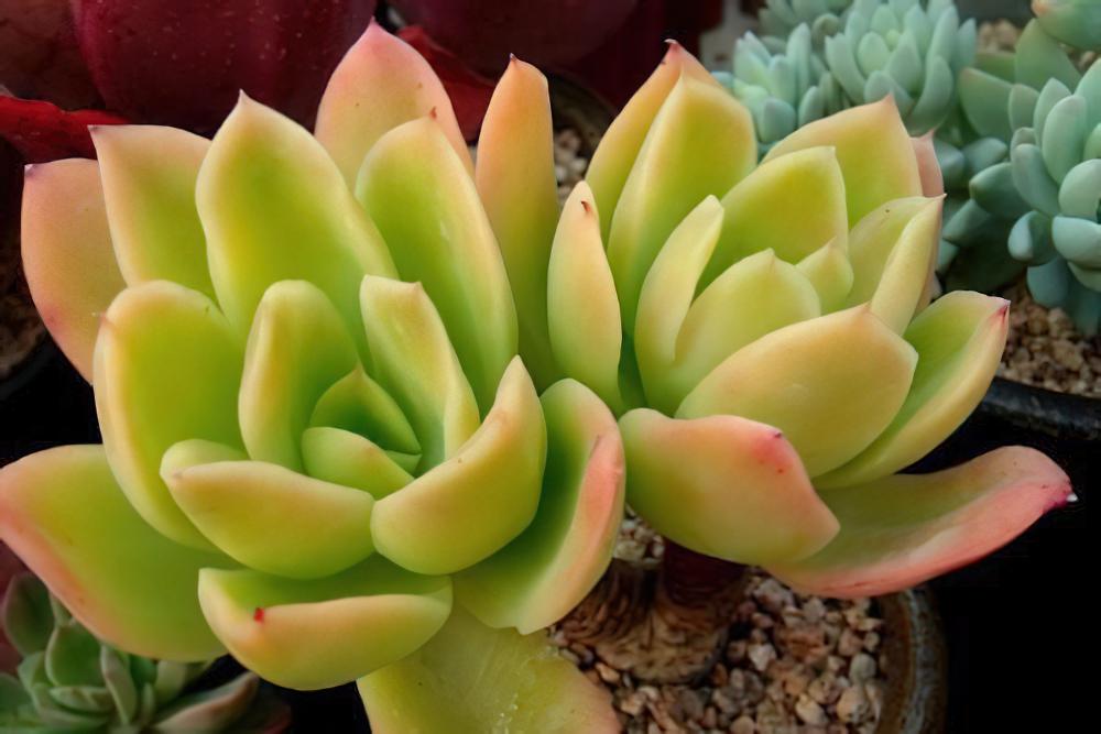 金辉Echeveria Golden Glow