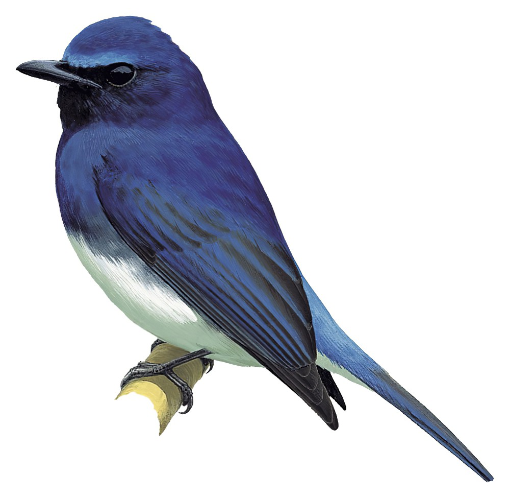 鲁氏仙鹟 / Rück's Blue Flycatcher / Cyornis ruckii