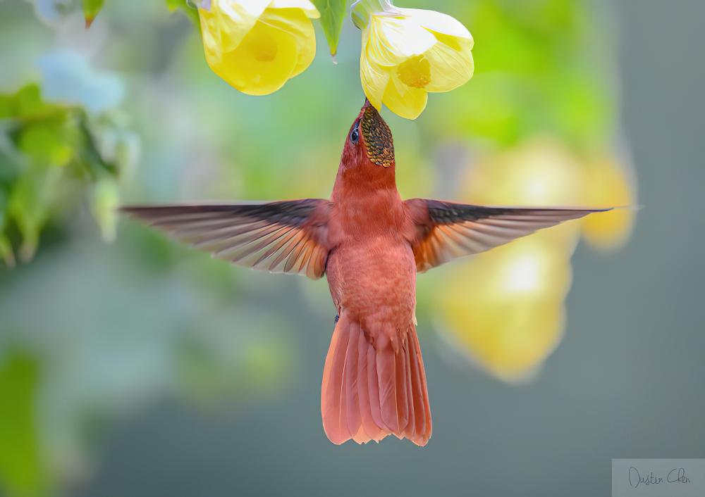 火冠蜂鸟 / Juan Fernandez Firecrown / Sephanoides fernandensis