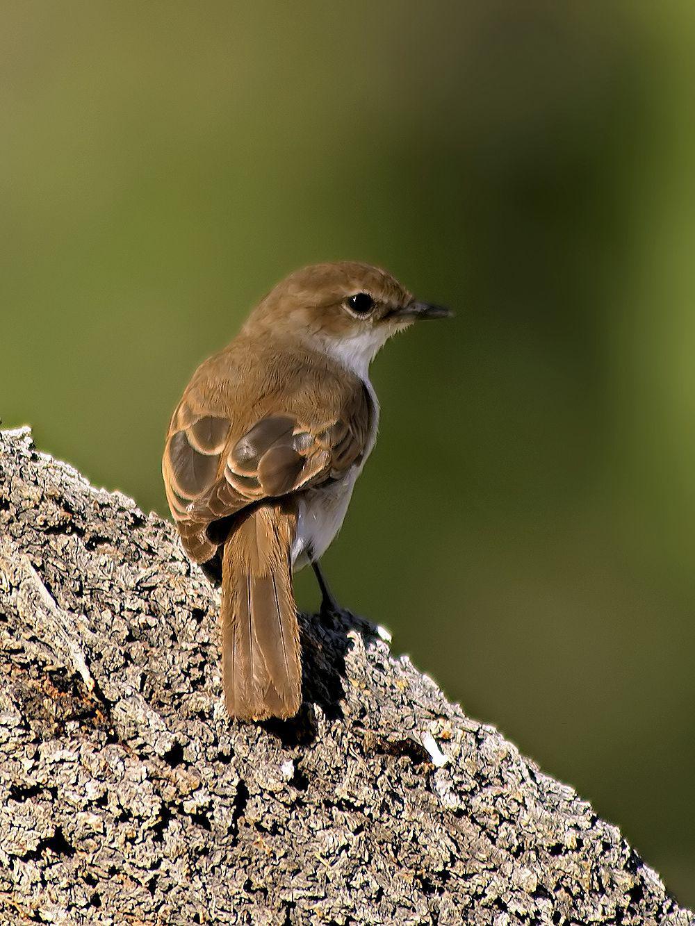 马尔鹟 / Marico Flycatcher / Melaenornis mariquensis