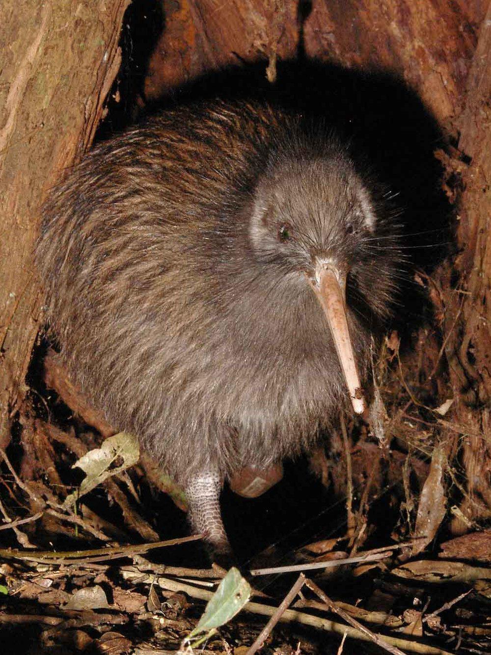 北岛褐几维鸟 / North Island Brown Kiwi / Apteryx mantelli