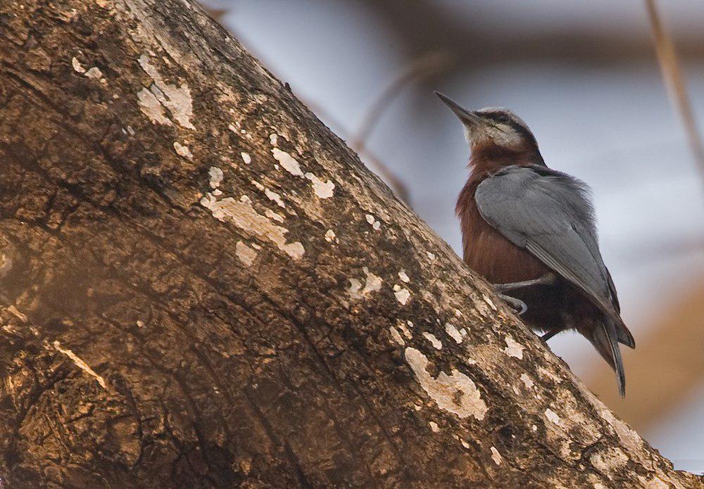 印度䴓 / Indian Nuthatch / Sitta castanea