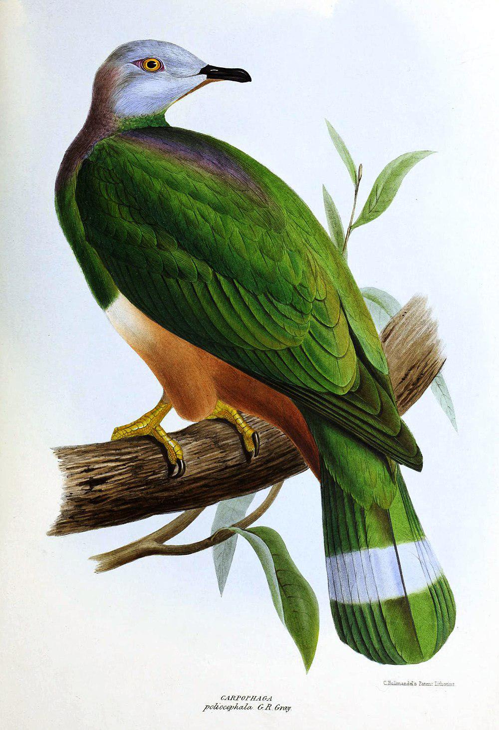 红腹皇鸠 / Pink-bellied Imperial Pigeon / Ducula poliocephala