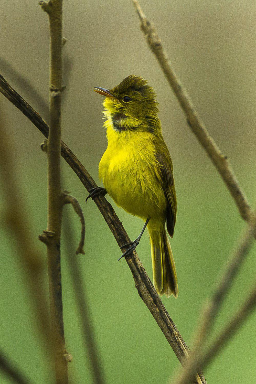 黄捕蝇莺 / African Yellow Warbler / Iduna natalensis