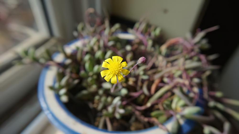 紫玄月Othonna capensis L.H.Bailey