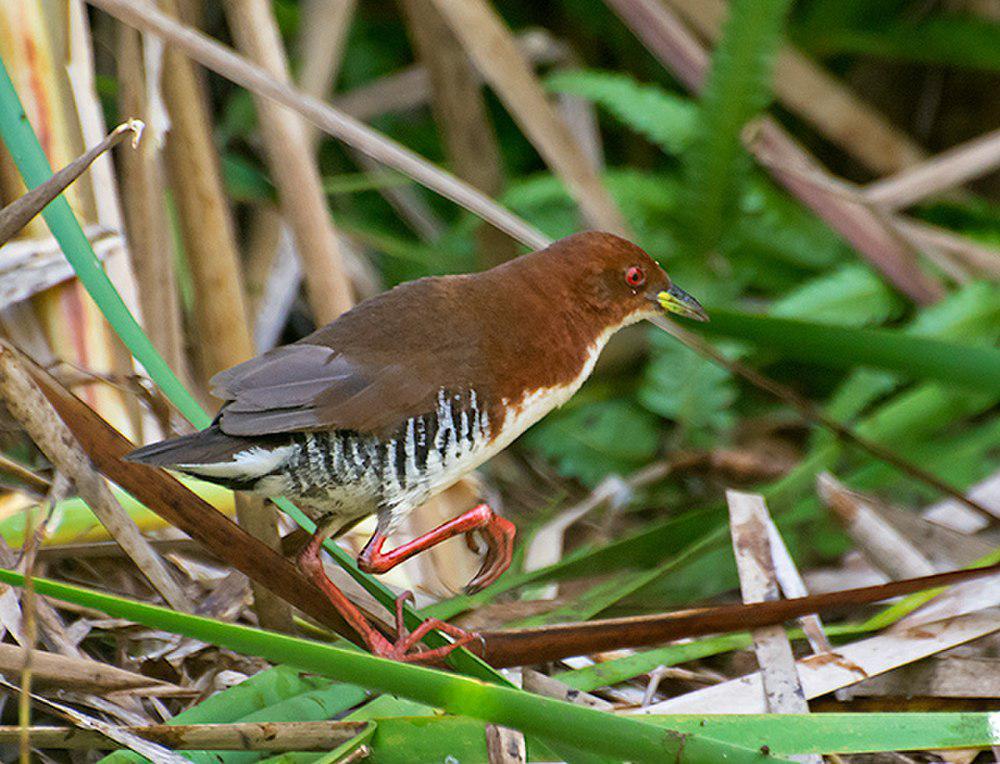 棕胁田鸡 / Rufous-sided Crake / Laterallus melanophaius