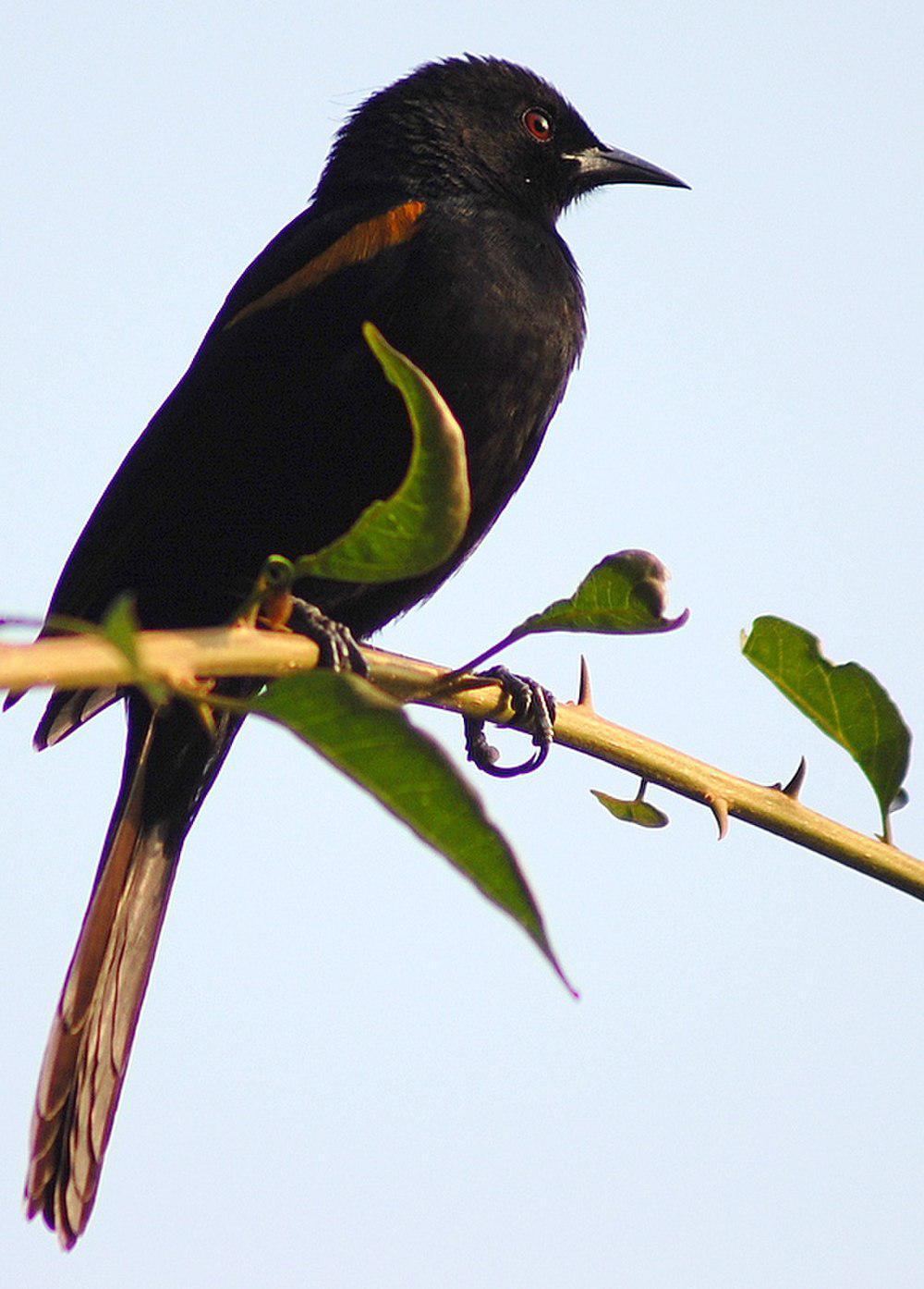 杂色黑拟鹂 / Variable Oriole / Icterus pyrrhopterus