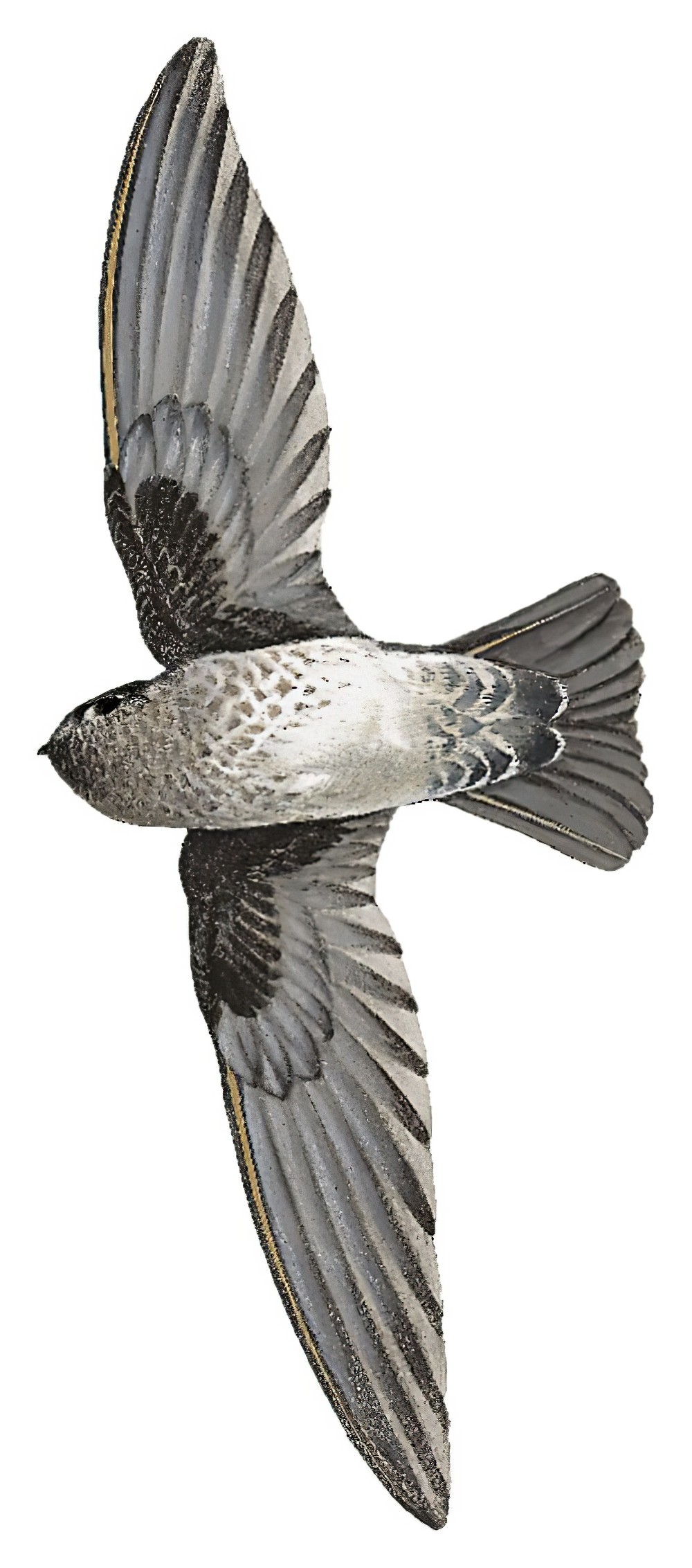 毛趾金丝燕 / Plume-toed Swiftlet / Collocalia affinis