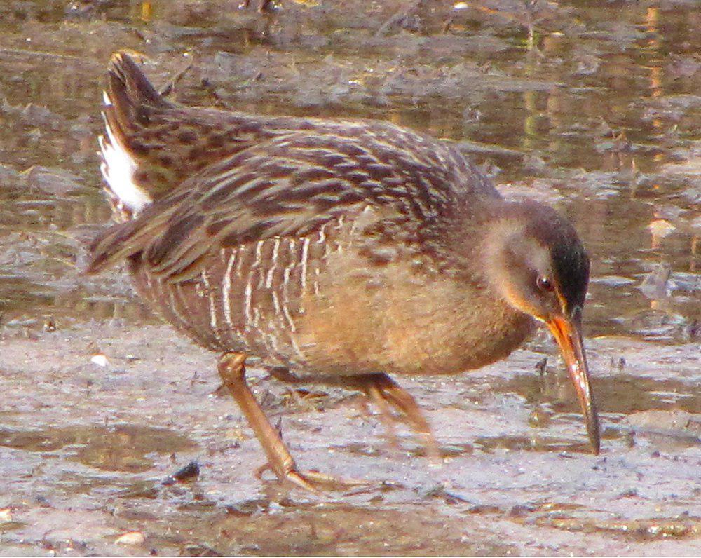 长嘴秧鸡 / Clapper Rail / Rallus crepitans