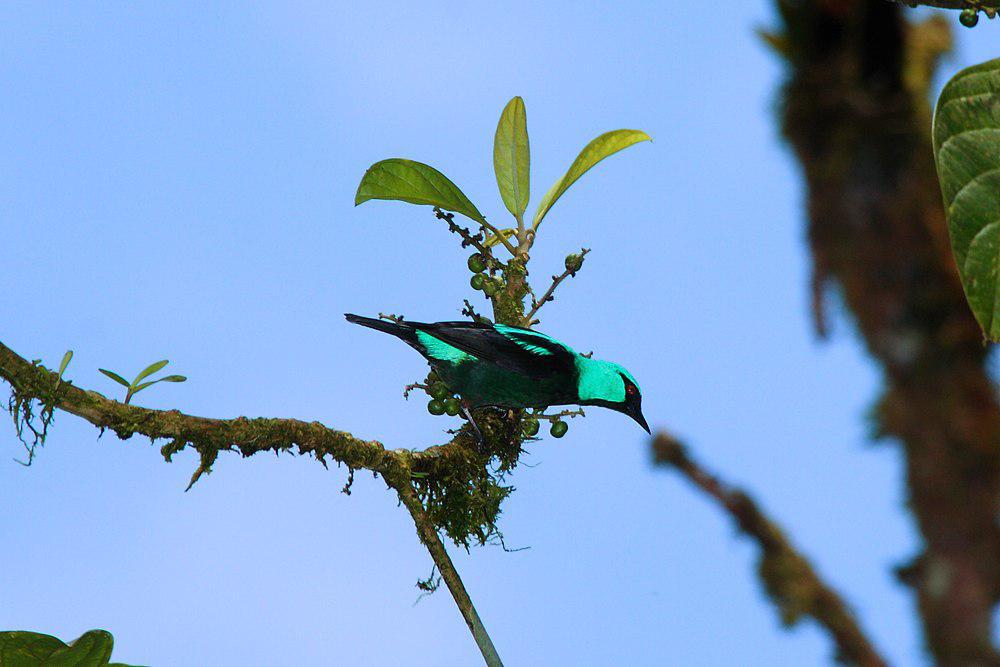 红腿锥嘴雀 / Scarlet-thighed Dacnis / Dacnis venusta