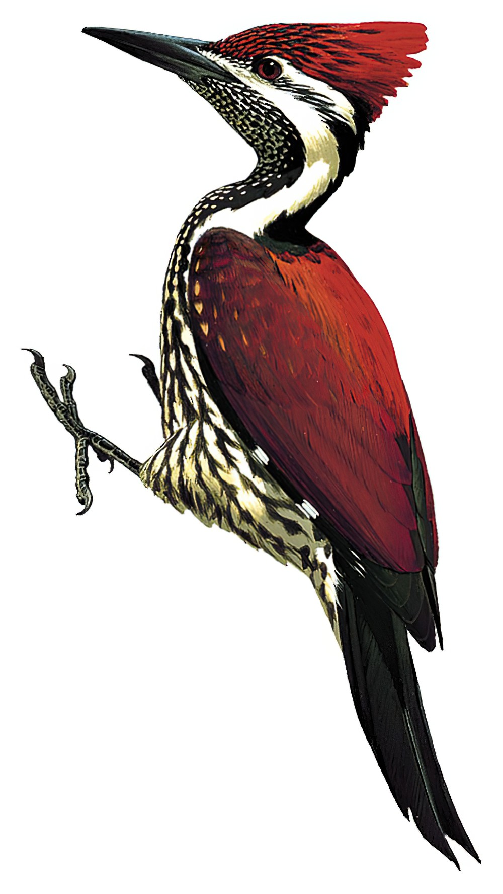 红背三趾啄木鸟 / Red-backed Flameback / Dinopium psarodes