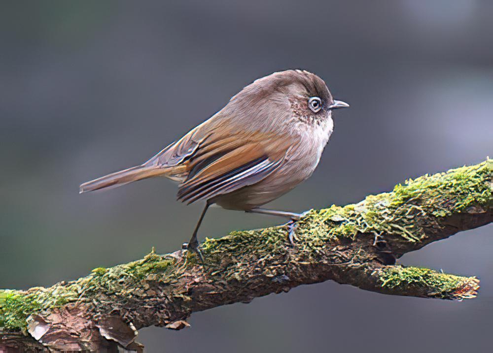 玉山雀鹛 / Taiwan Fulvetta / Fulvetta formosana