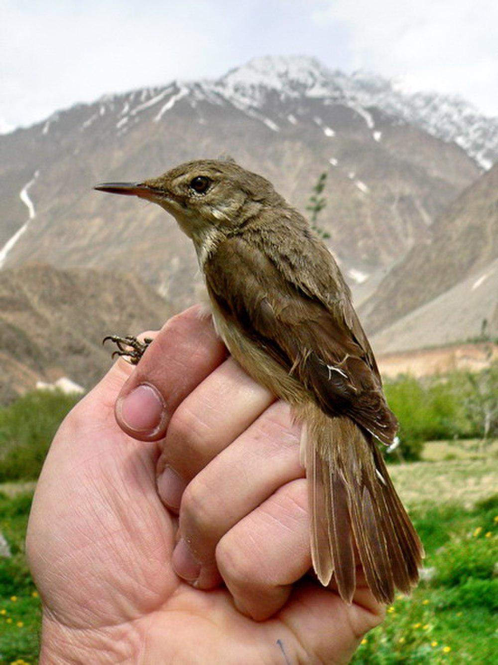 大嘴苇莺 / Large-billed Reed Warbler / Acrocephalus orinus