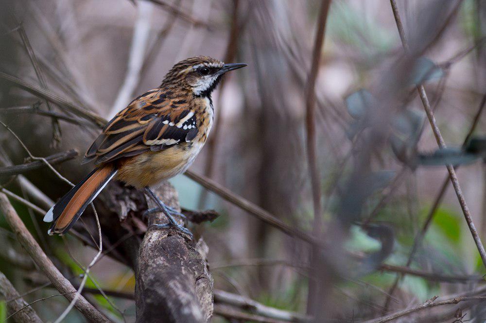 纹背蚁鹩 / Stripe-backed Antbird / Myrmorchilus strigilatus