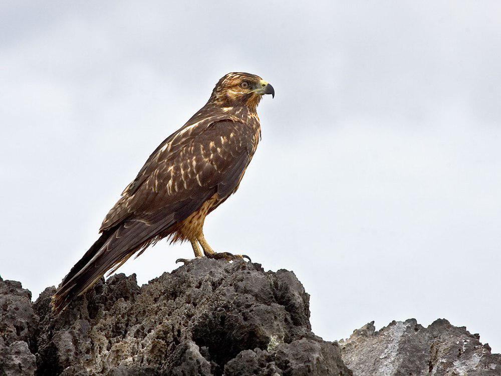 加岛鵟 / Galapagos Hawk / Buteo galapagoensis