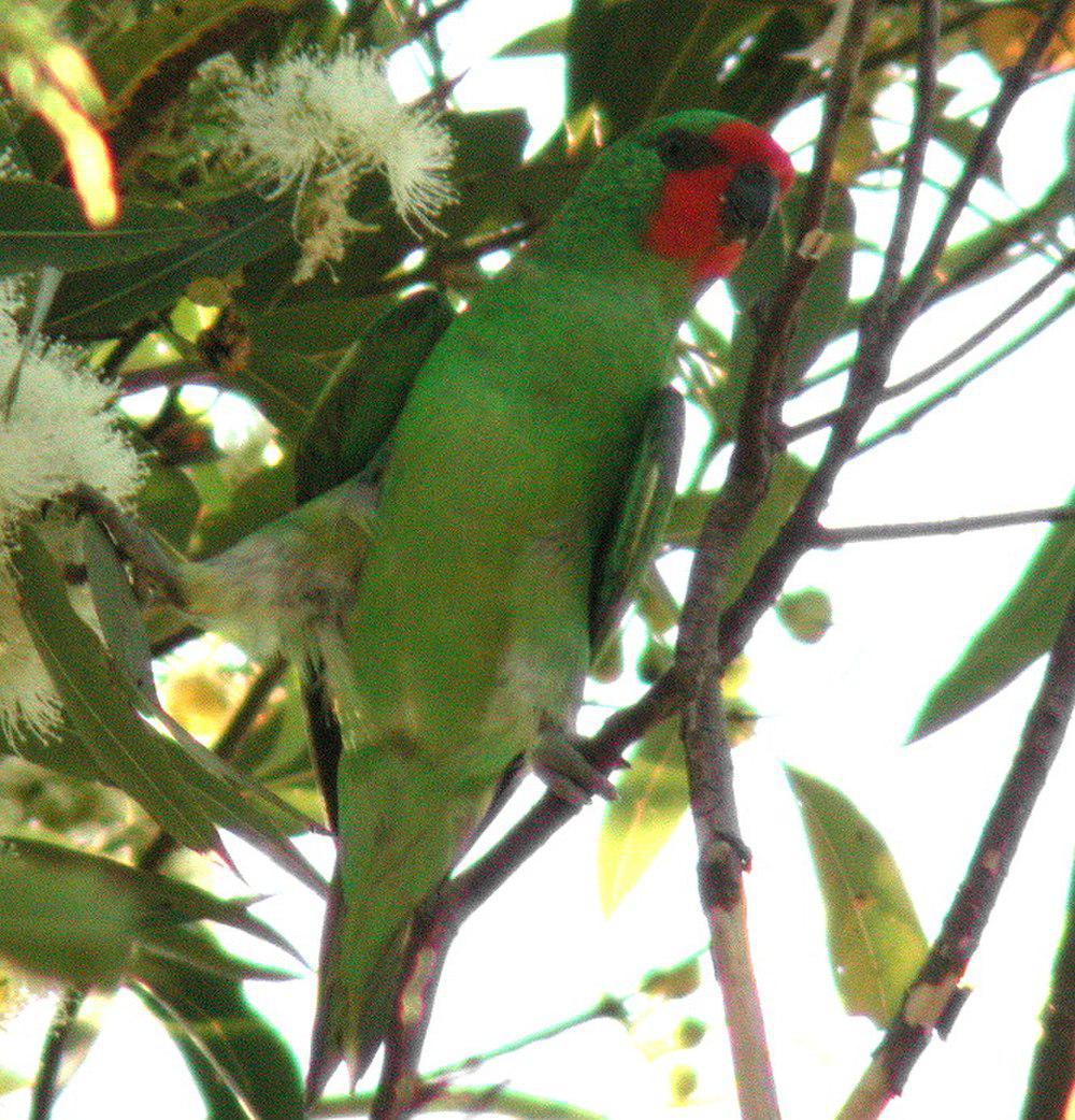 姬鹦鹉 / Little Lorikeet / Parvipsitta pusilla