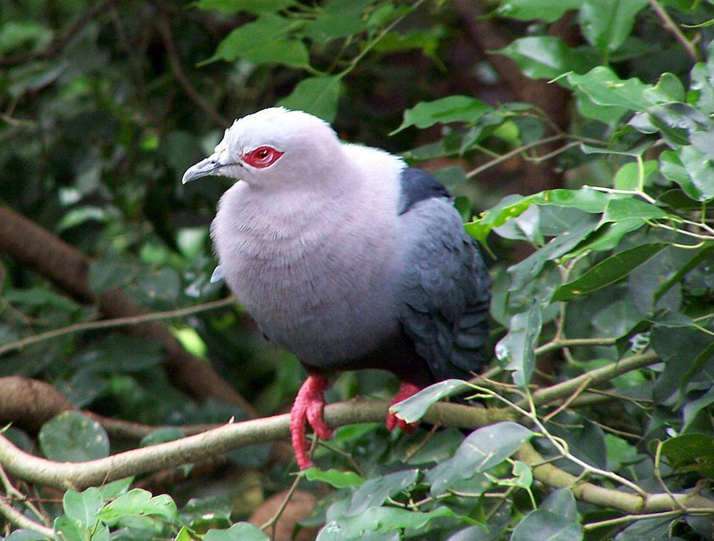 裸眶皇鸠 / Pinon\'s Imperial Pigeon / Ducula pinon