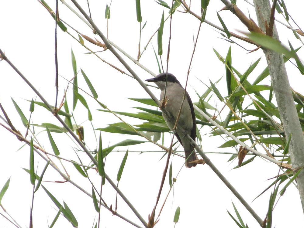 马拉巴尔林鵙 / Malabar Woodshrike / Tephrodornis sylvicola