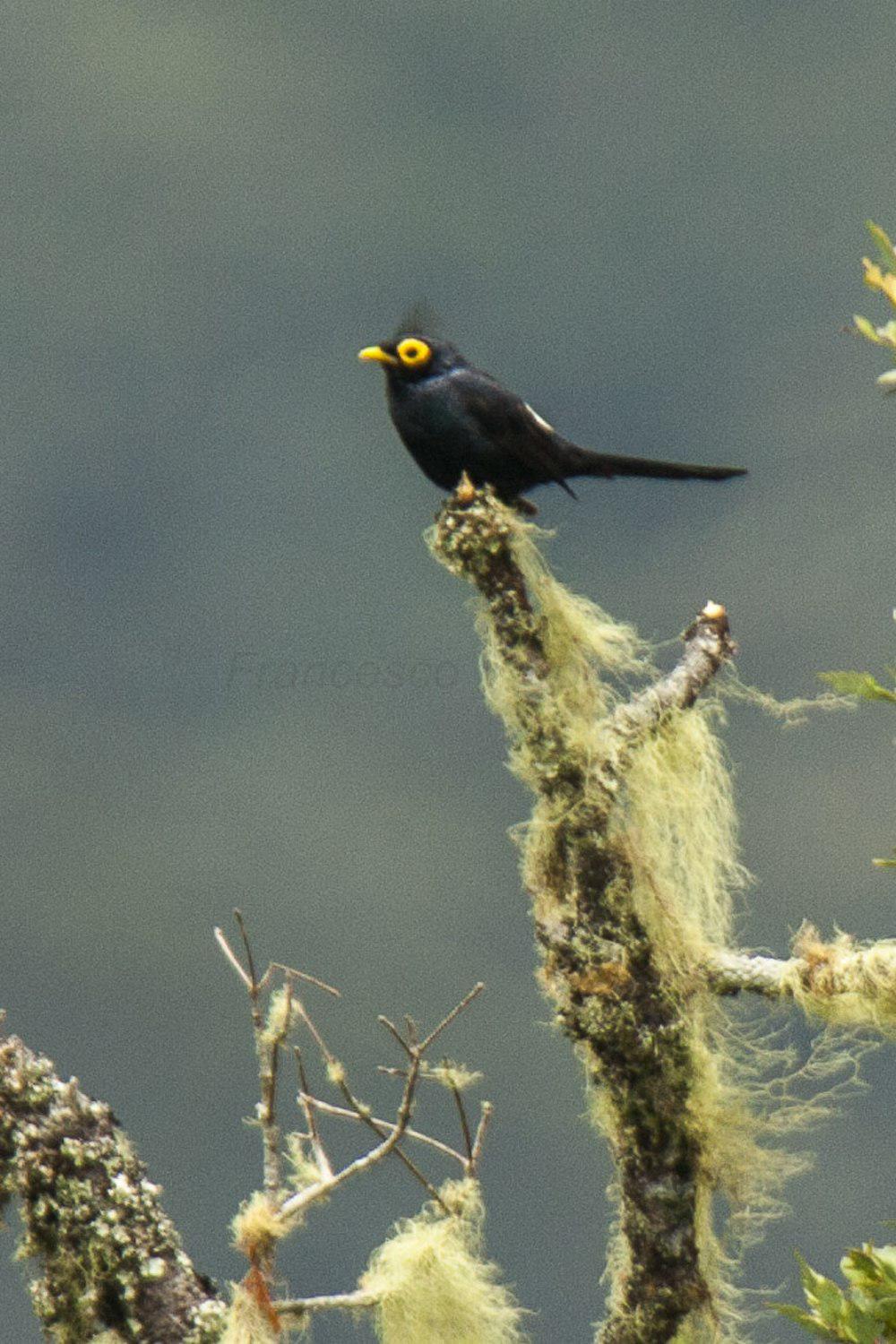 阿波王掠鸟 / Apo Myna / Basilornis mirandus