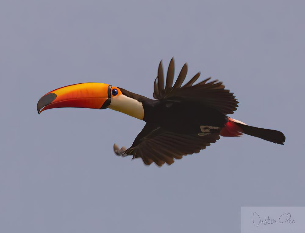 巨嘴鸟 / Toco Toucan / Ramphastos toco