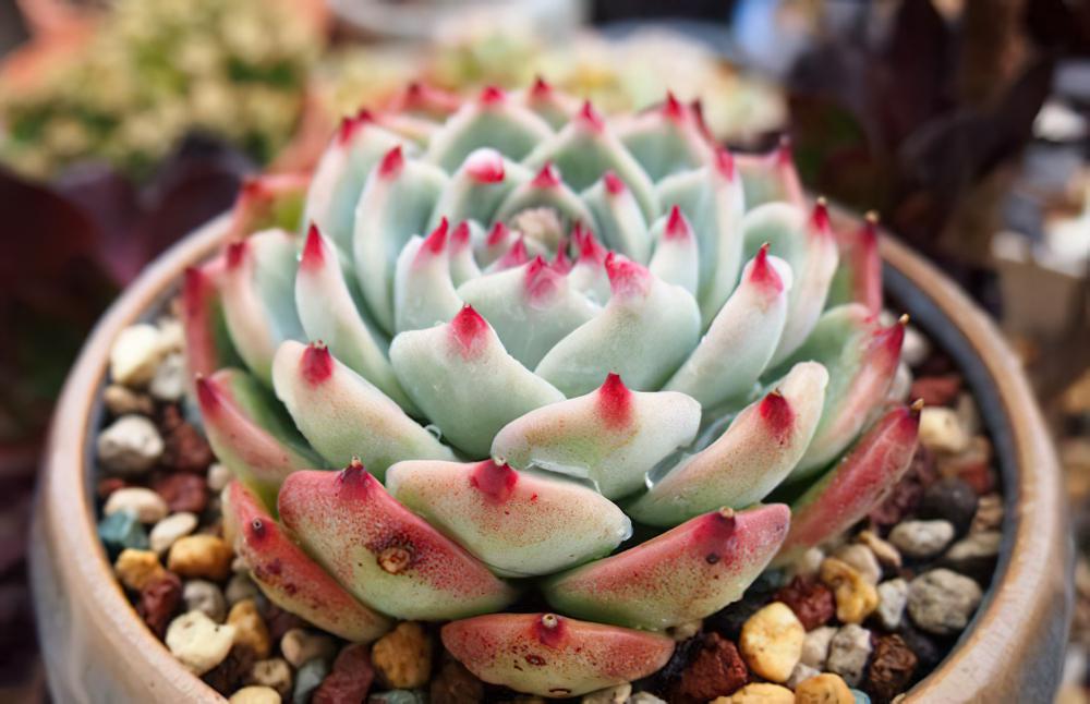 桃太郎Echeveria cv Momotarou