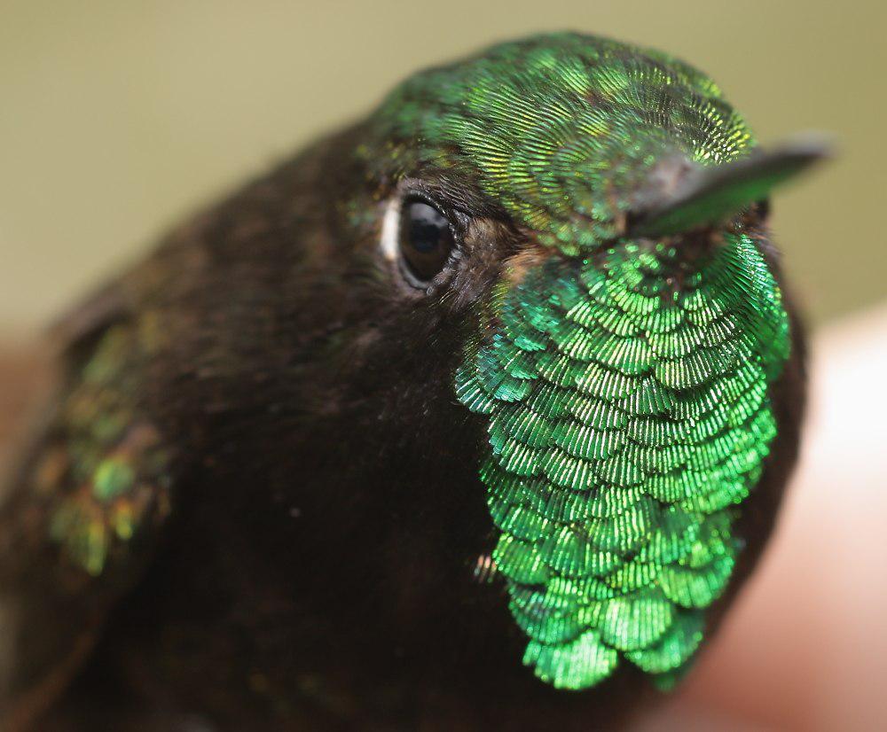 佩里辉尾蜂鸟 / Perija Metaltail / Metallura iracunda