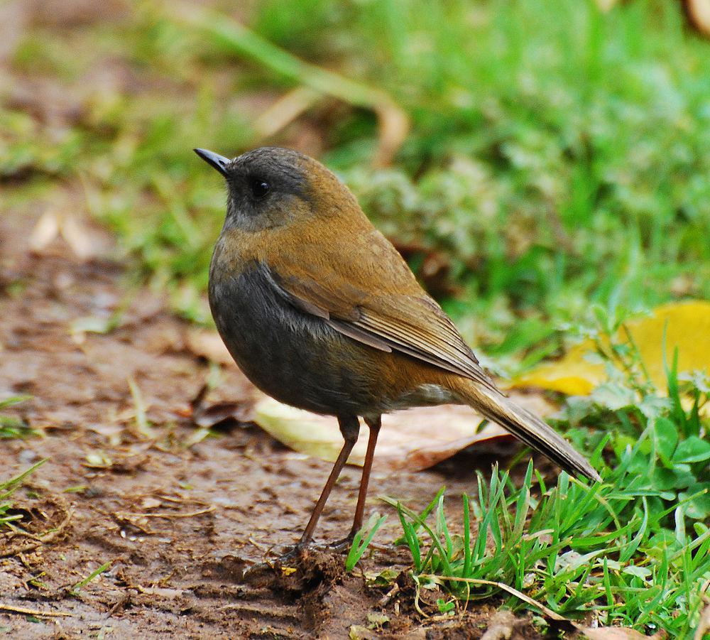 黑嘴夜鸫 / Black-billed Nightingale-Thrush / Catharus gracilirostris