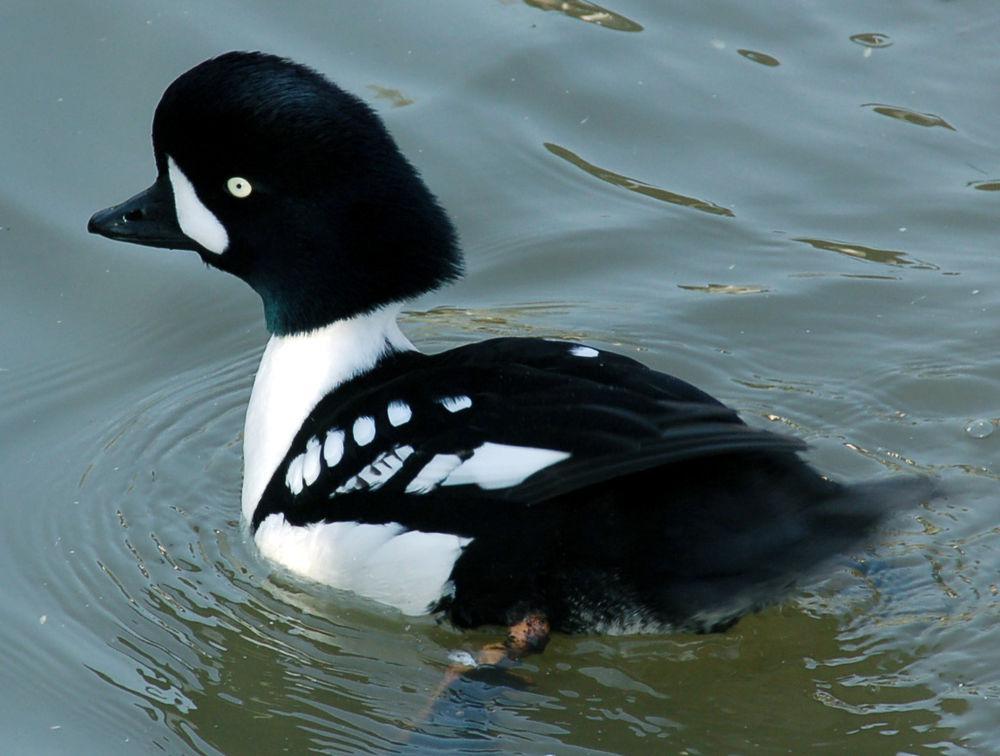 巴氏鹊鸭 / Barrow\'s Goldeneye / Bucephala islandica