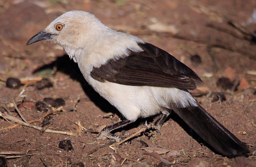 斑鸫鹛 / Southern Pied Babbler / Turdoides bicolor