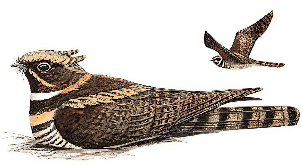 毛腿耳夜鹰 / Great Eared Nightjar / Lyncornis macrotis