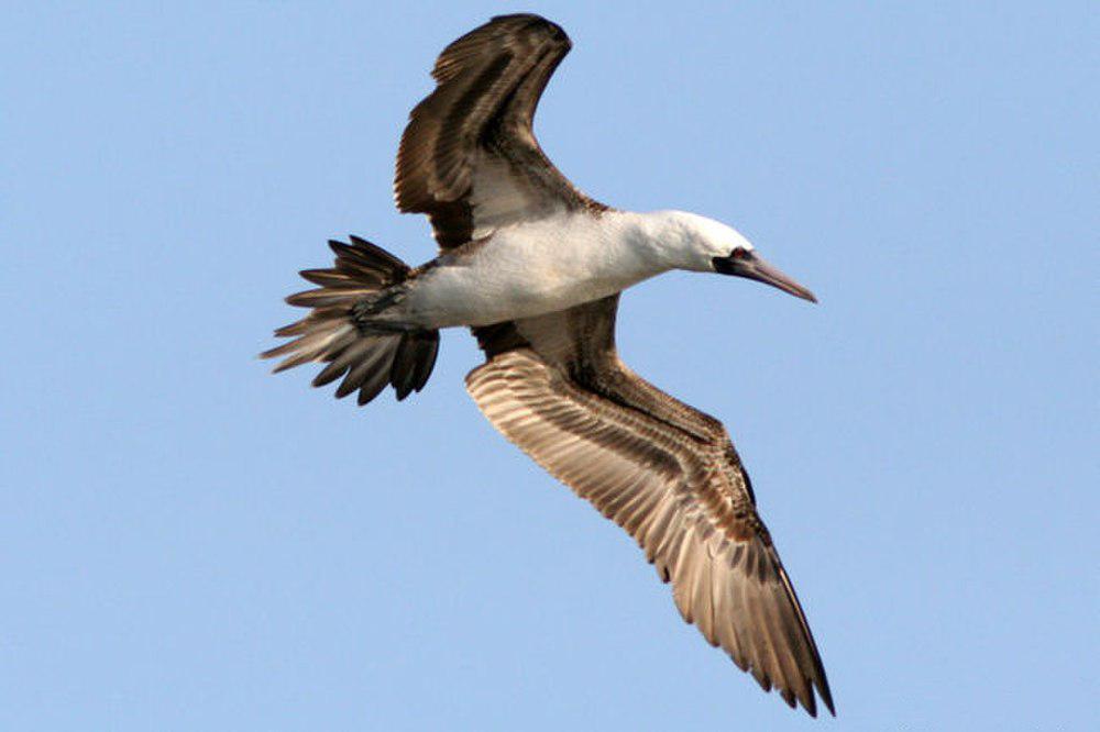 秘鲁鲣鸟 / Peruvian Booby / Sula variegata