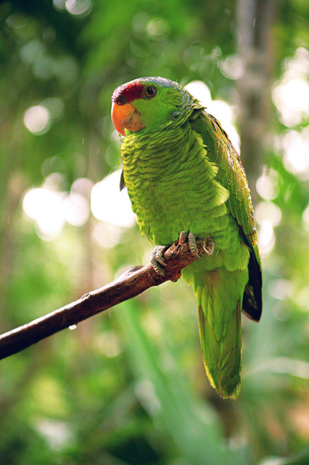 淡紫冠鹦哥 / Lilac-crowned Amazon / Amazona finschi