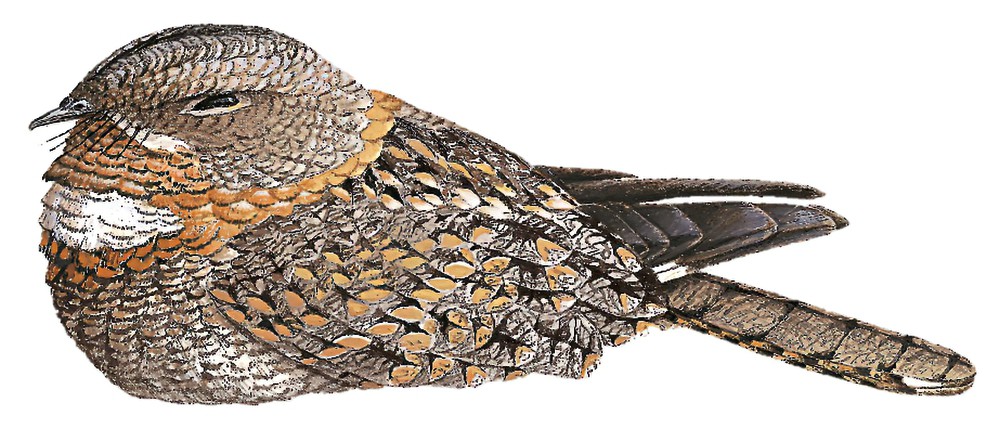 小带翅夜鹰 / Tschudi's Nightjar / Systellura decussata