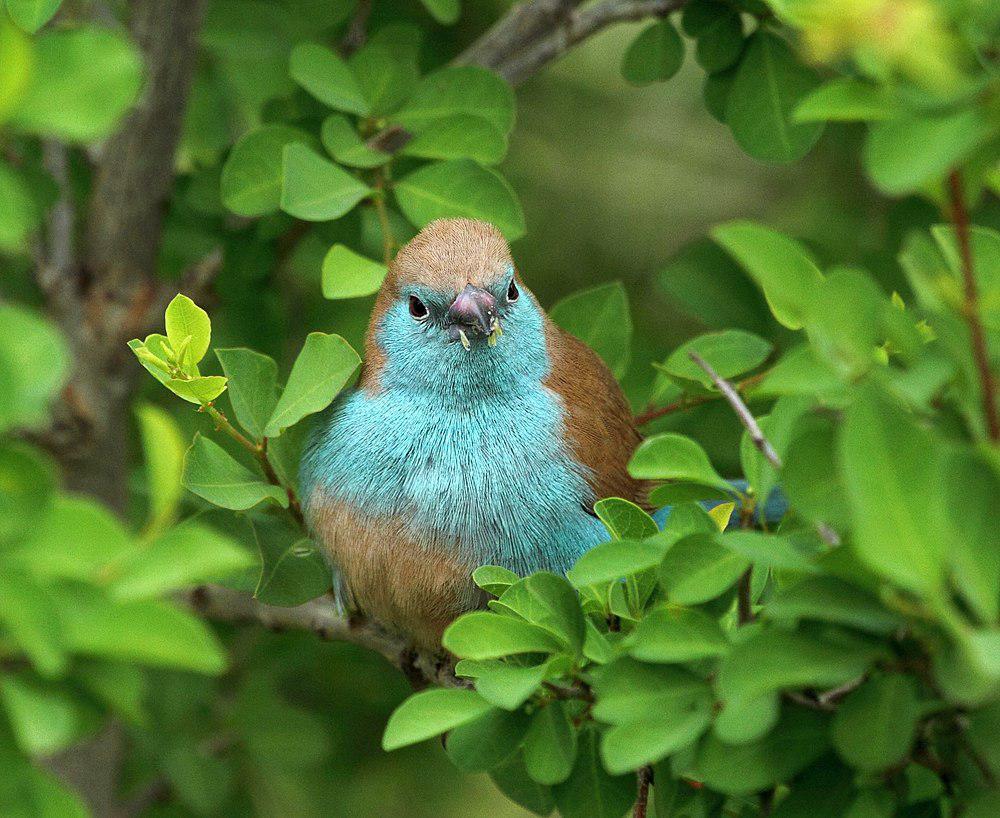 安哥拉蓝饰雀 / Blue Waxbill / Uraeginthus angolensis