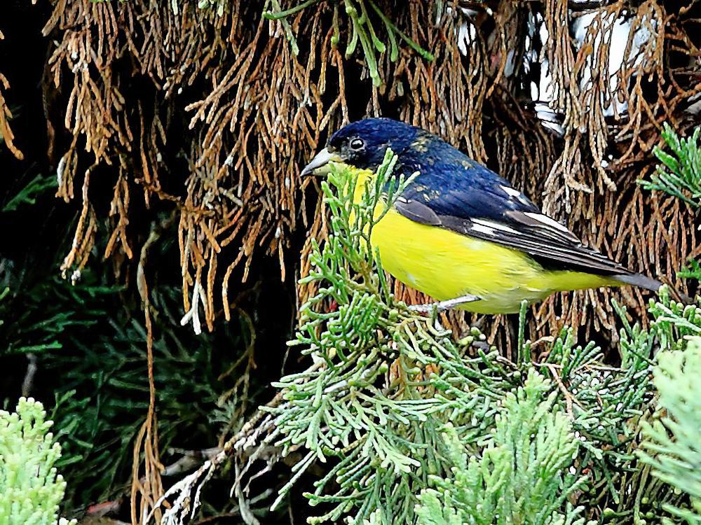 暗背金翅雀 / Lesser Goldfinch / Spinus psaltria