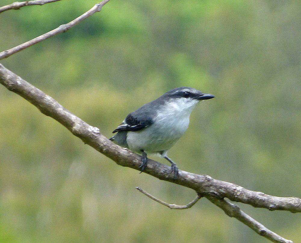 毛里求斯鹃鵙 / Mauritius Cuckooshrike / Lalage typica