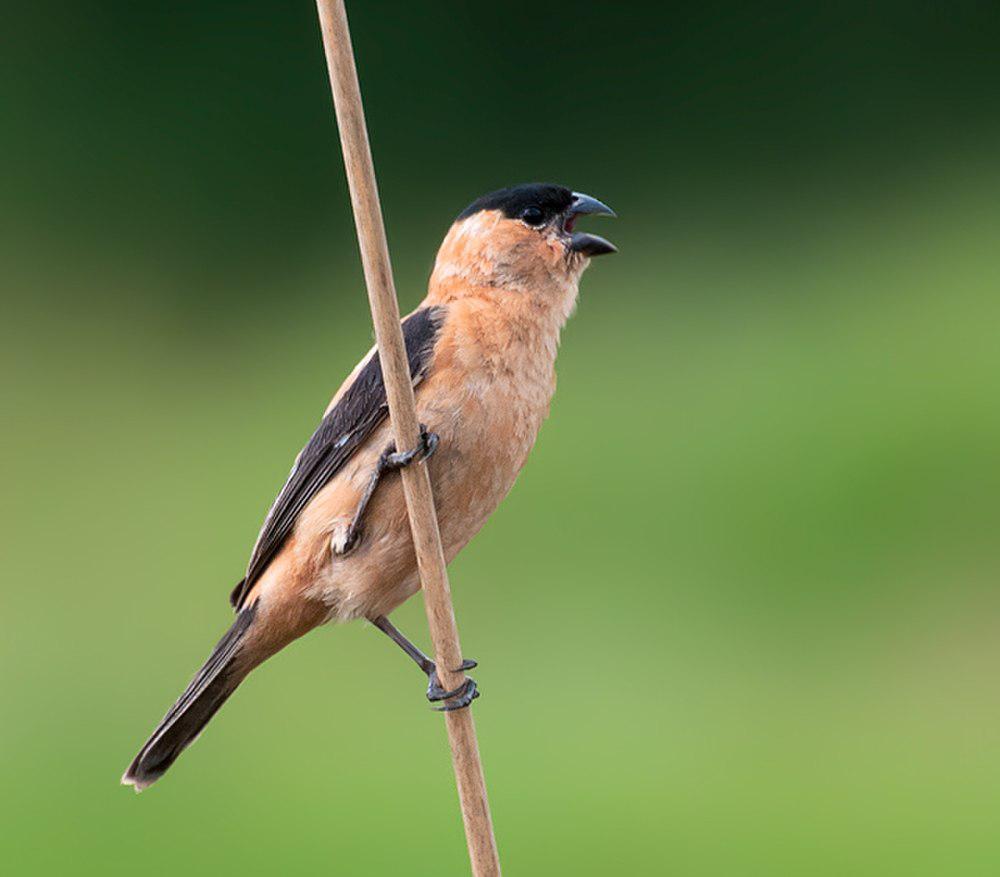 黑顶食籽雀 / Copper Seedeater / Sporophila bouvreuil