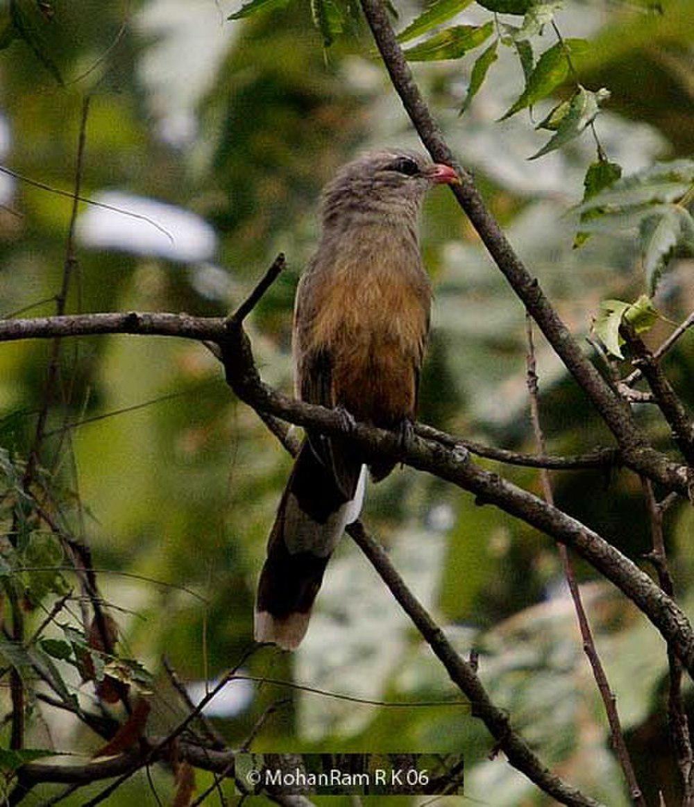 短嘴地鹃 / Sirkeer Malkoha / Taccocua leschenaultii