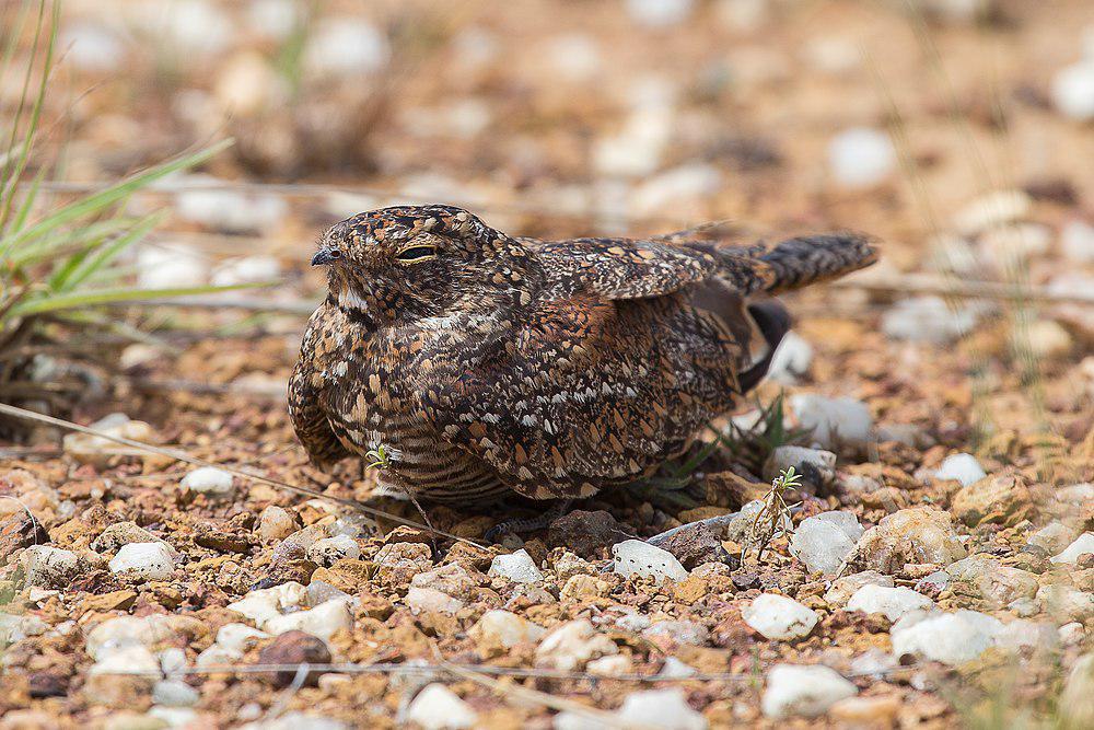 小白喉夜鹰 / Least Nighthawk / Chordeiles pusillus