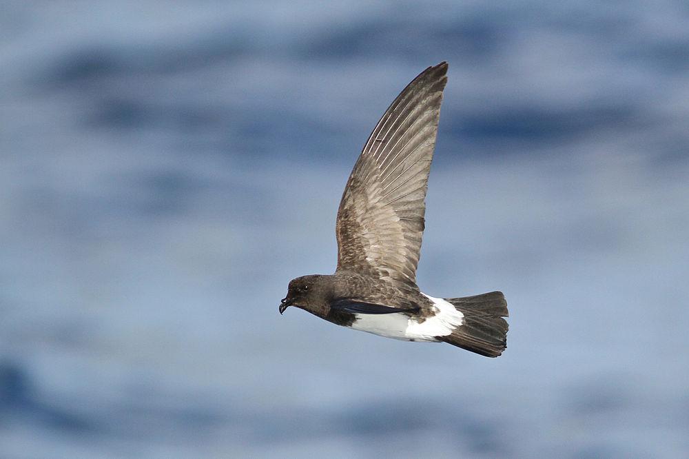 白腹舰海燕 / White-bellied Storm Petrel / Fregetta grallaria