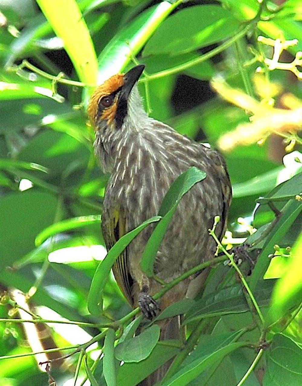 黄冠鹎 / Straw-headed Bulbul / Pycnonotus zeylanicus