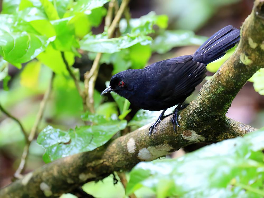 白背红眼蚁鸟 / East Amazonian Fire-eye / Pyriglena leuconota