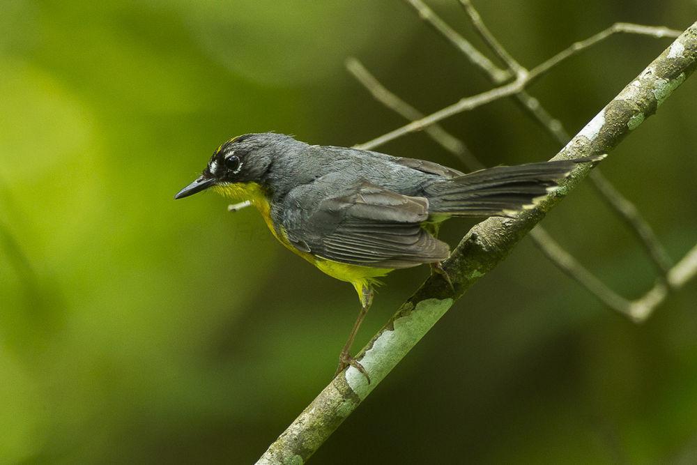 扇尾森莺 / Fan-tailed Warbler / Basileuterus lachrymosus