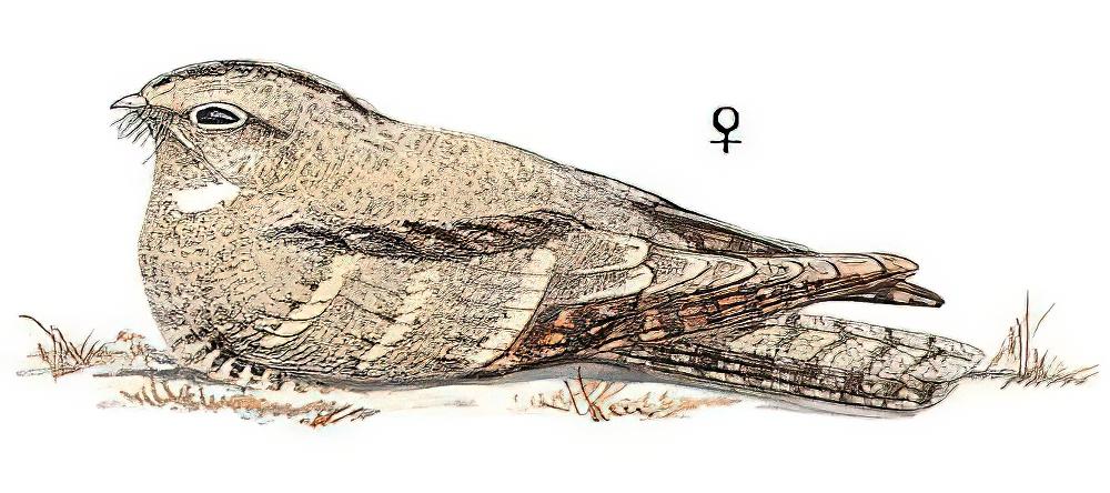 中亚夜鹰 / Vaurie\'s Nightjar / Caprimulgus centralasicus