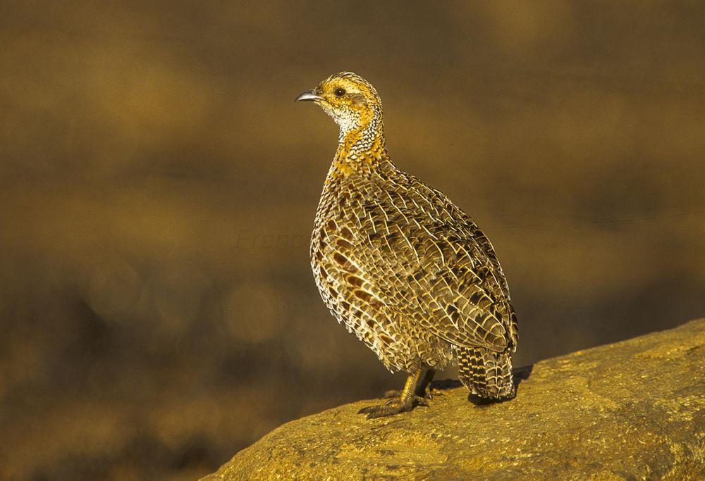 红翅鹧鸪 / Red-winged Francolin / Scleroptila levaillantii